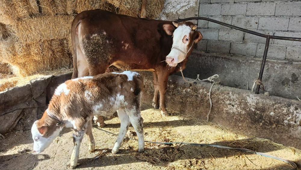 Simental sigir sotiladi