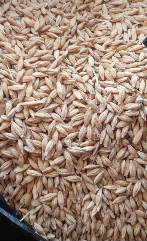 Qozoq arpa don, toza 50kg