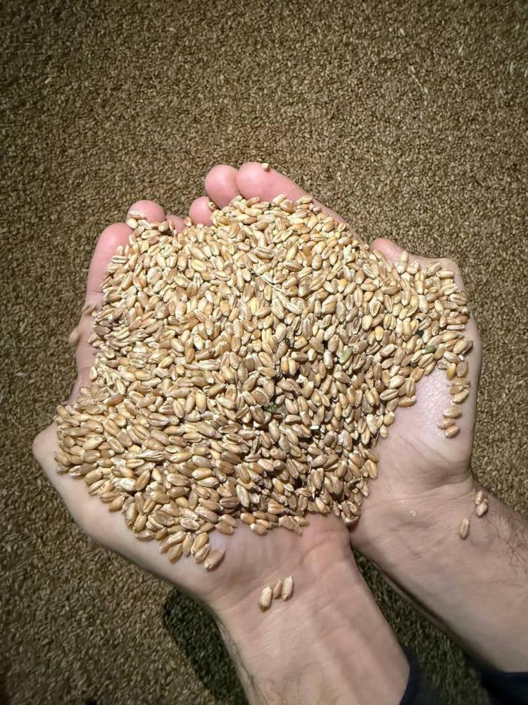 Qozoq bug'doy 4-klass