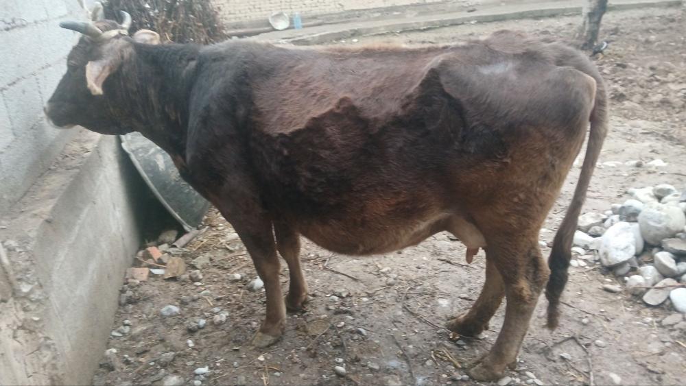 Сигир сотилади 7 ойлик