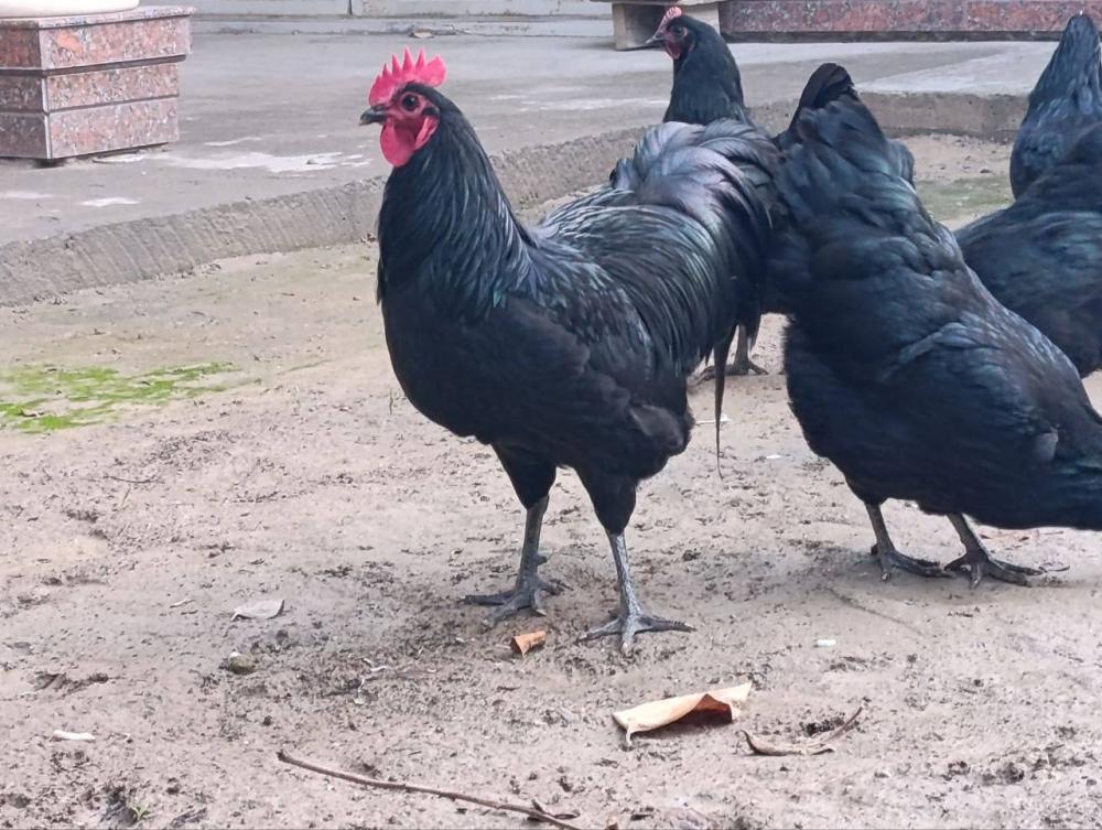 Toshkentdan Australorp tuxumlari