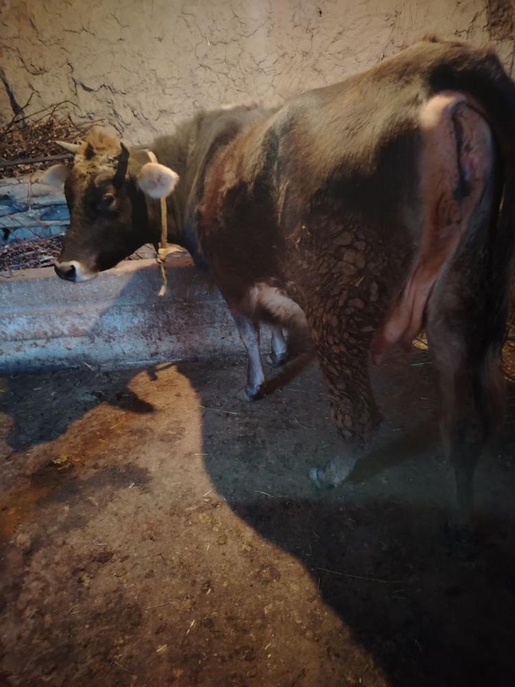 10 кунлик буг'оз сотилади