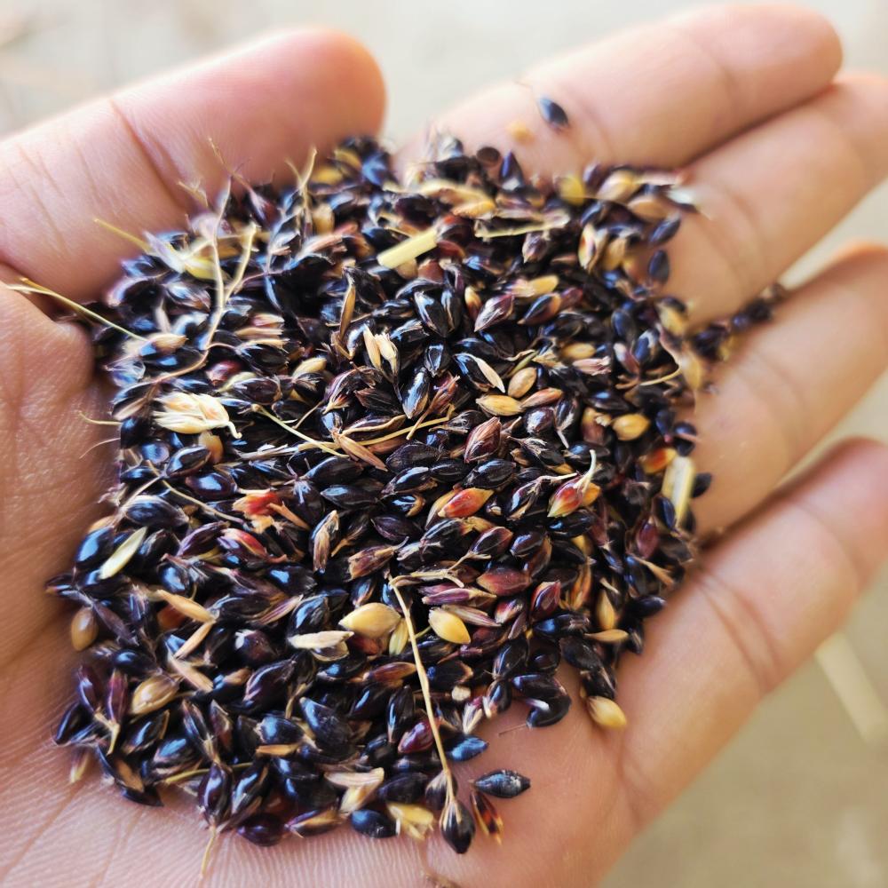 Sudanka 50 т сотилади