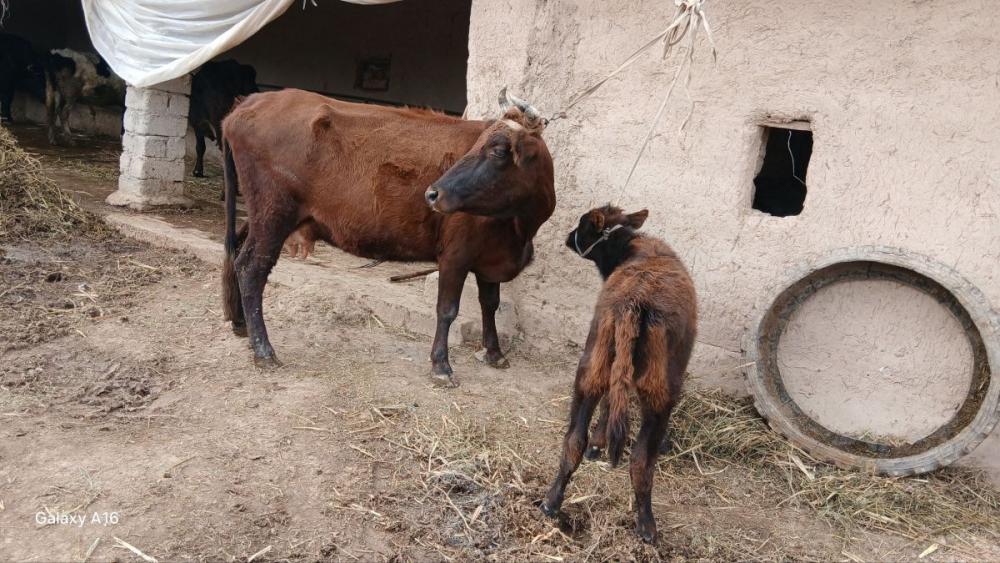 Ona bola sigir sotiladi