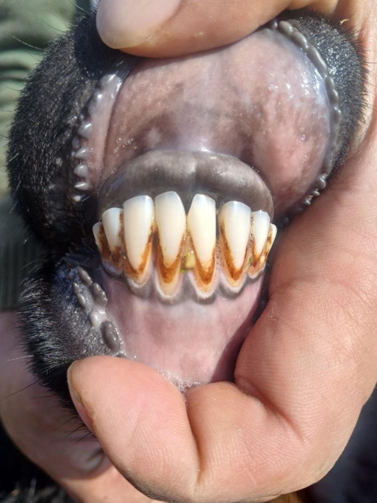 7 qo‘zili qo‘ylar sotiladi