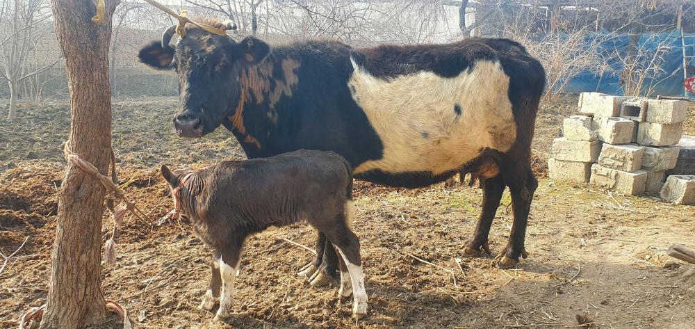 Sut beruvchi sigir sotiladi