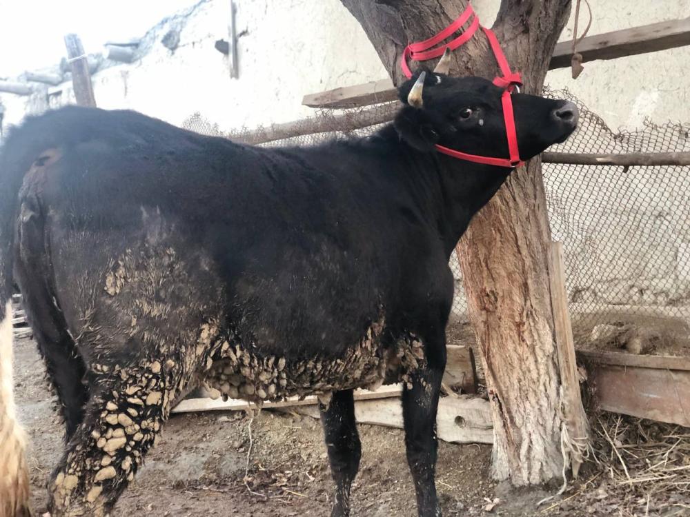 Bug’oz g’unojin sotiladi