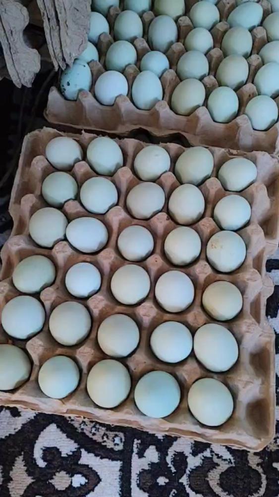 Ухеиюл тухумлари сотилади