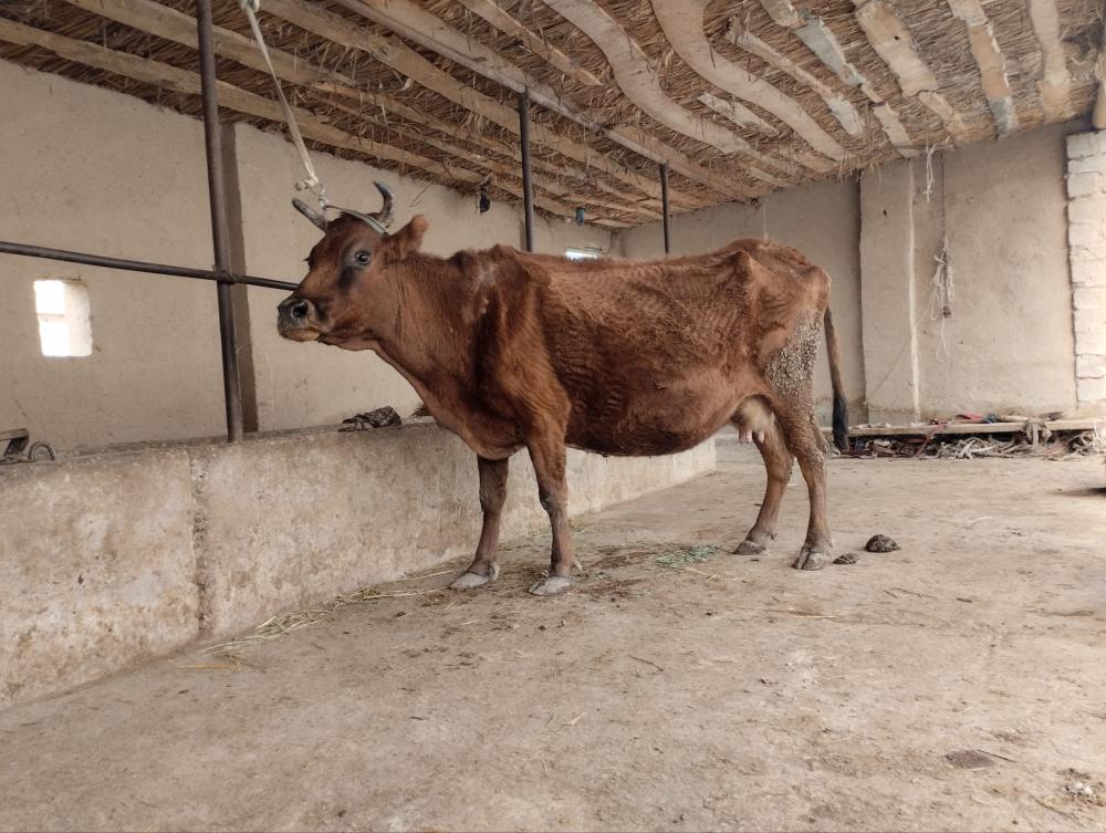 Sigir sotiladi, 13 million