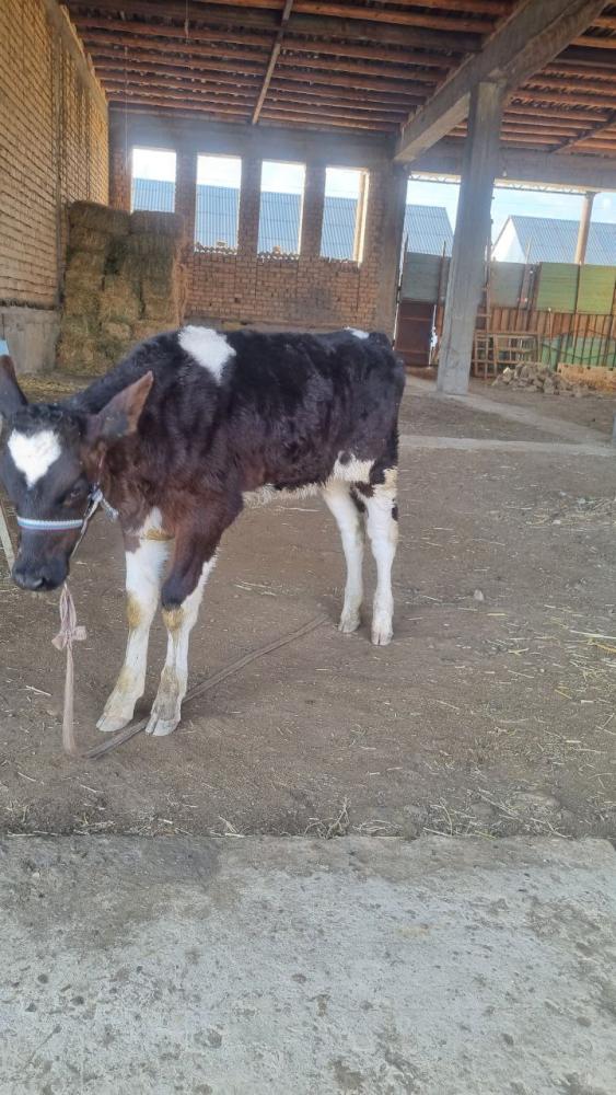 Rasiski Gʻunojincha 3 oylik