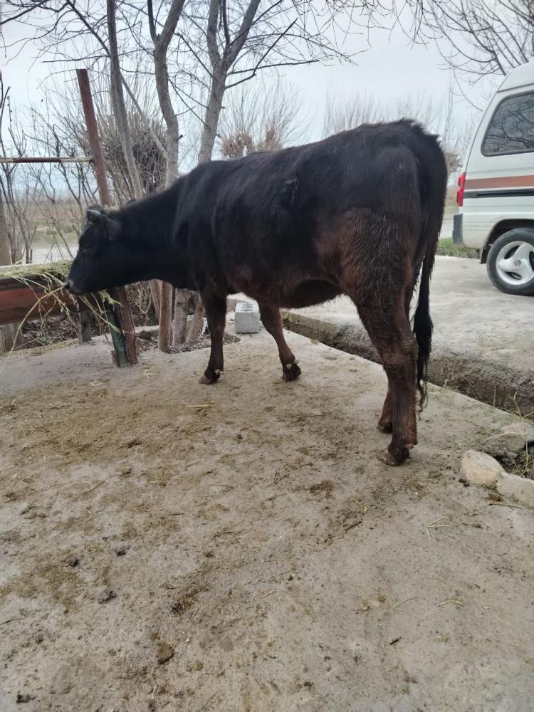 7 ойлик буғоз ШЕВИТ сотилади