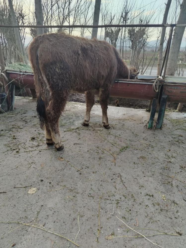 Тана (мол) сотилади