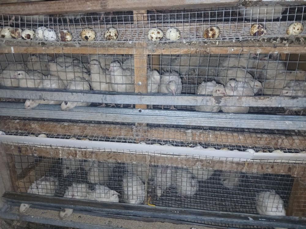 Bedana tuxumlari inkubatorga