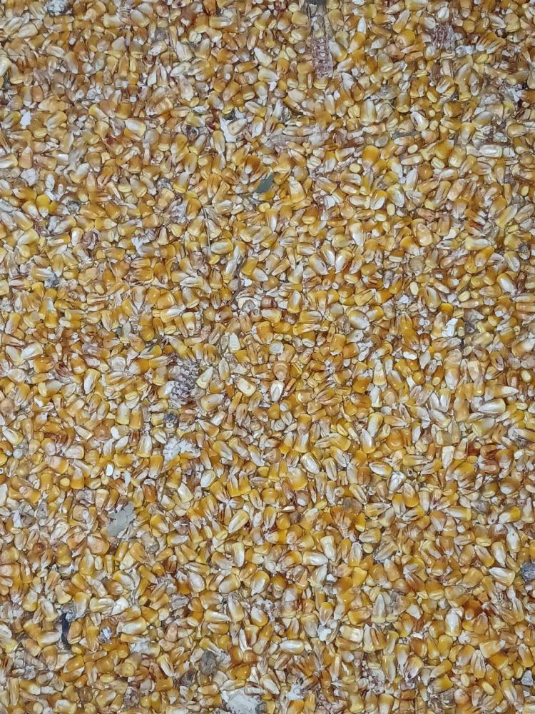 15 тонна маккажўхори сотилади