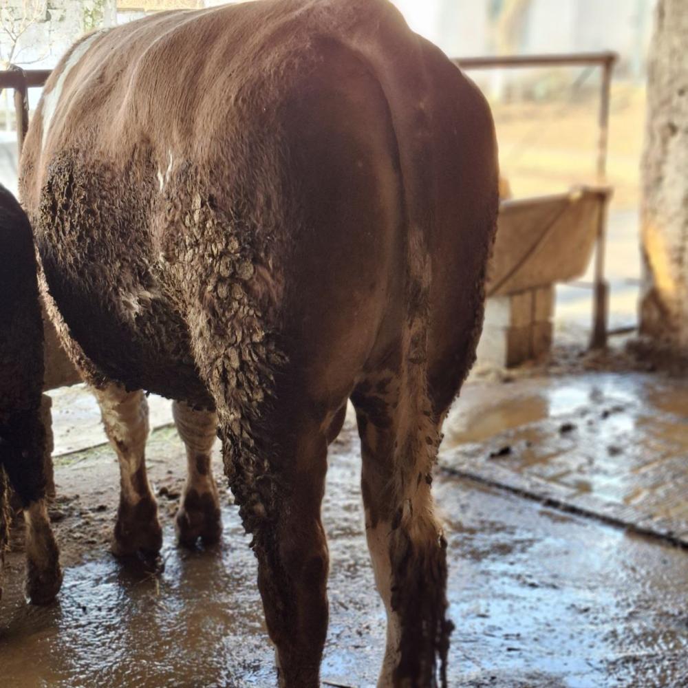 Simental nasl buqa sotiladi