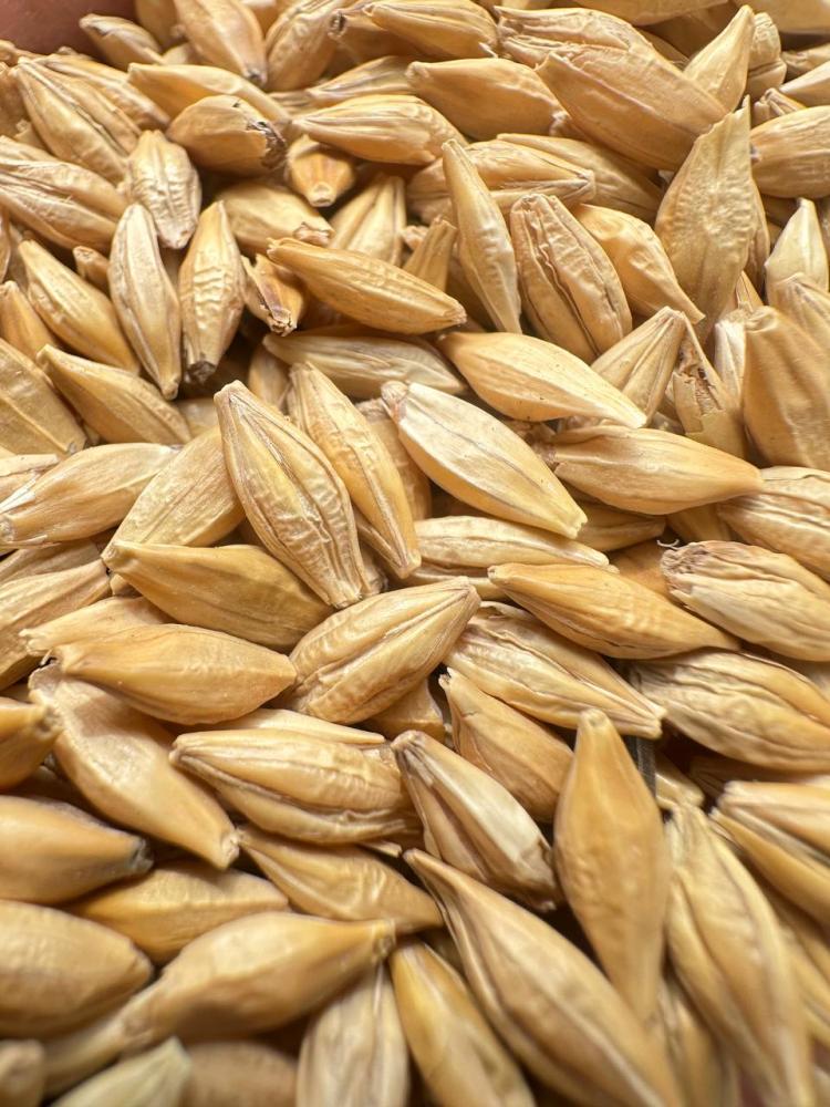 Қозоқ арпа қуриқ қопли