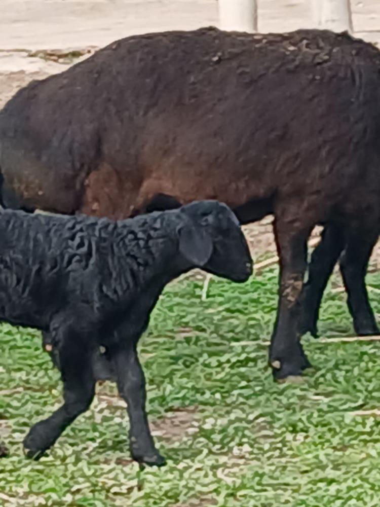 Egizchi ona va bola qo'y