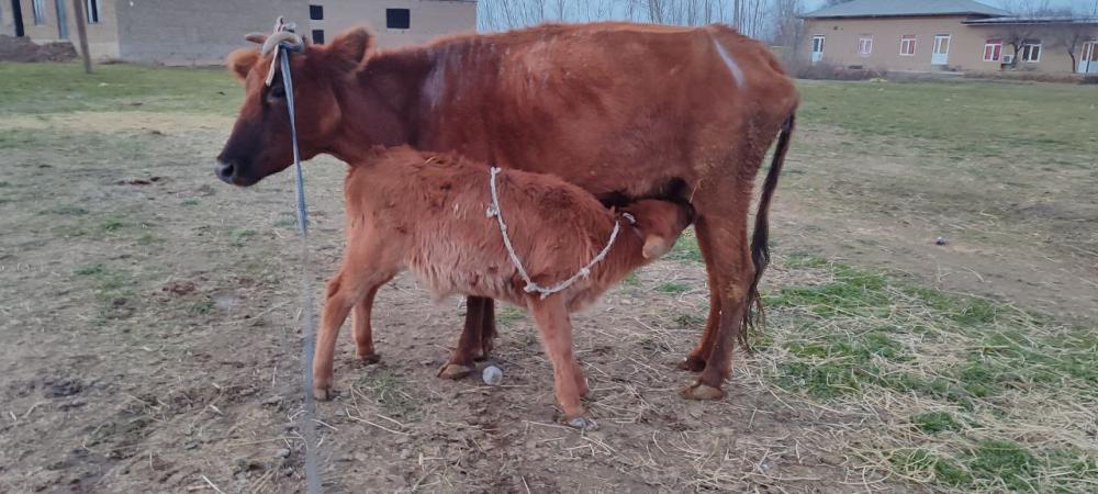 Sigir (erkak bolasi) sotiladi
