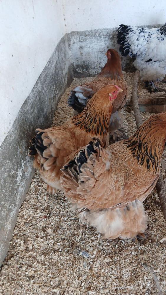 Bramalar sotuvda Qashqadaryo