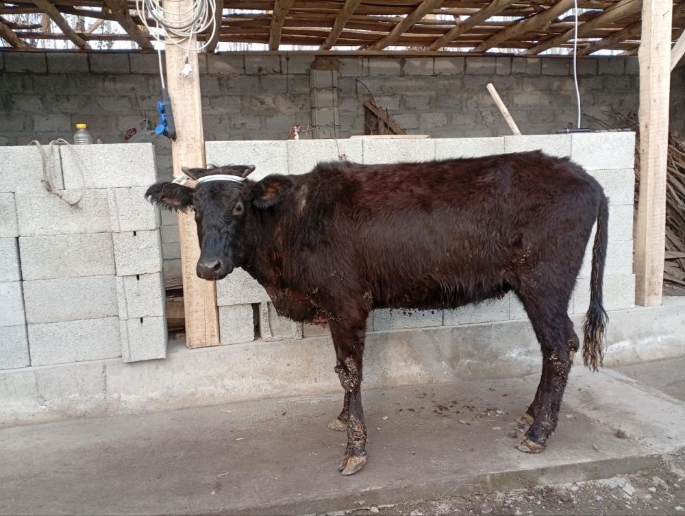 7 ойлик хуножин сотилади