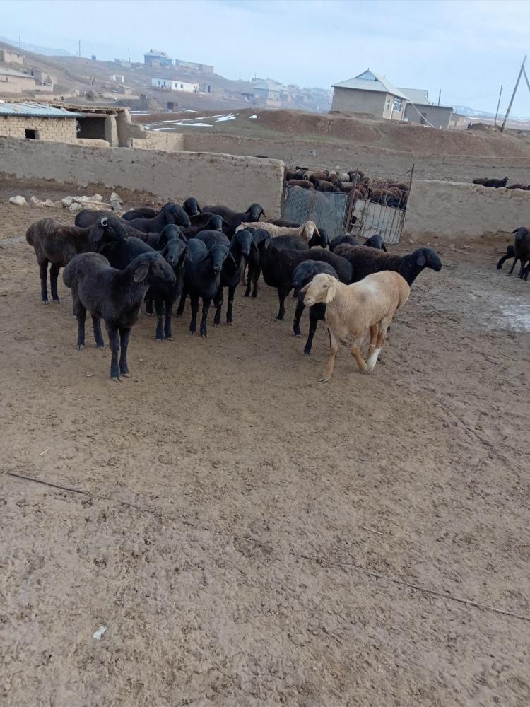 Кузилар сотилади маълумот