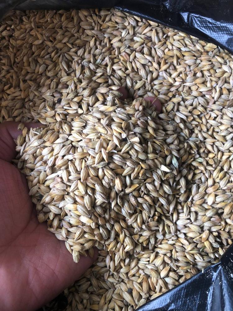 Chorvachilik uchun arpa