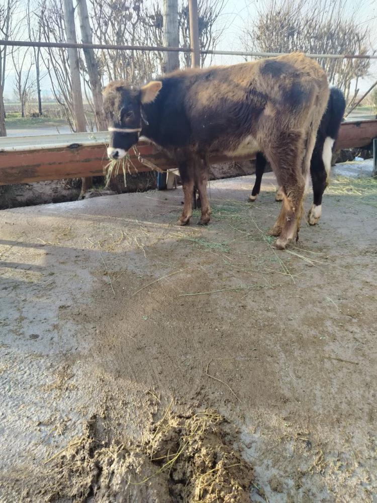 Мол тана сотилади