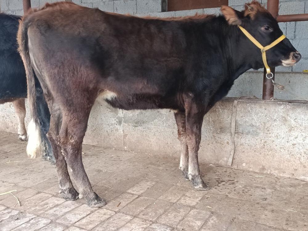 Boʻgʻoz shvet gʻunajin 3 oylik