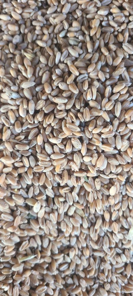 Қозоғистон 4 класс буғдойи