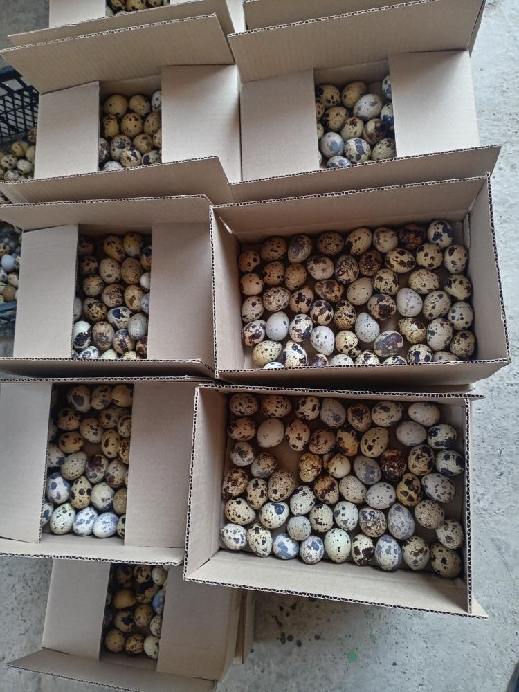 Bedana tuxumlariga zakaz