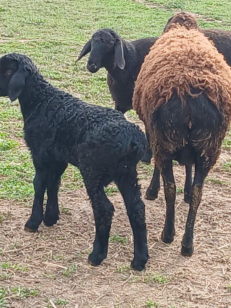 Ikkinchi qoringa tuqgan ona qo'y va bolasi