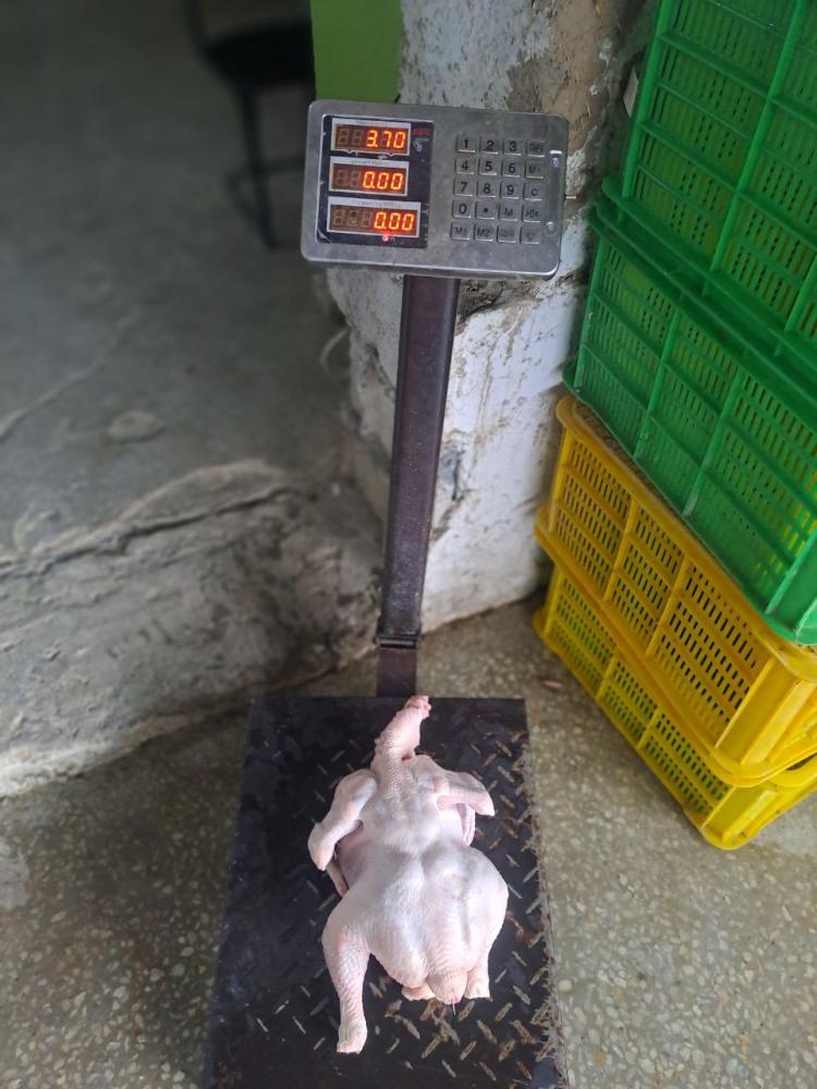 Broiler go'shti 2-3 kg