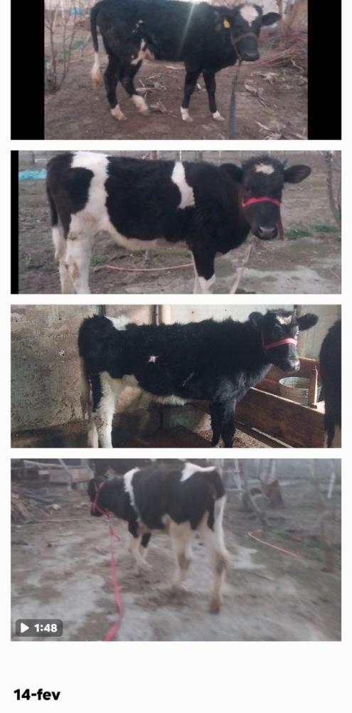 Расиский хуножинлар 4 дона