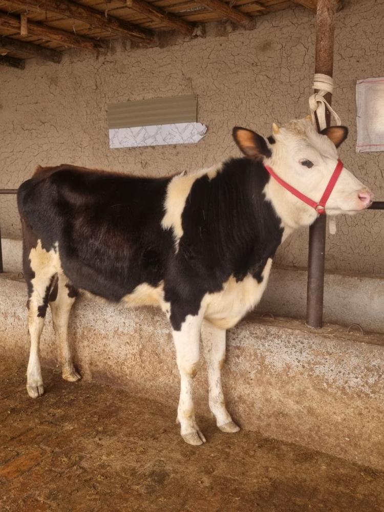 Rassisiki gʻunajin bo'gʻoz 4 oylik