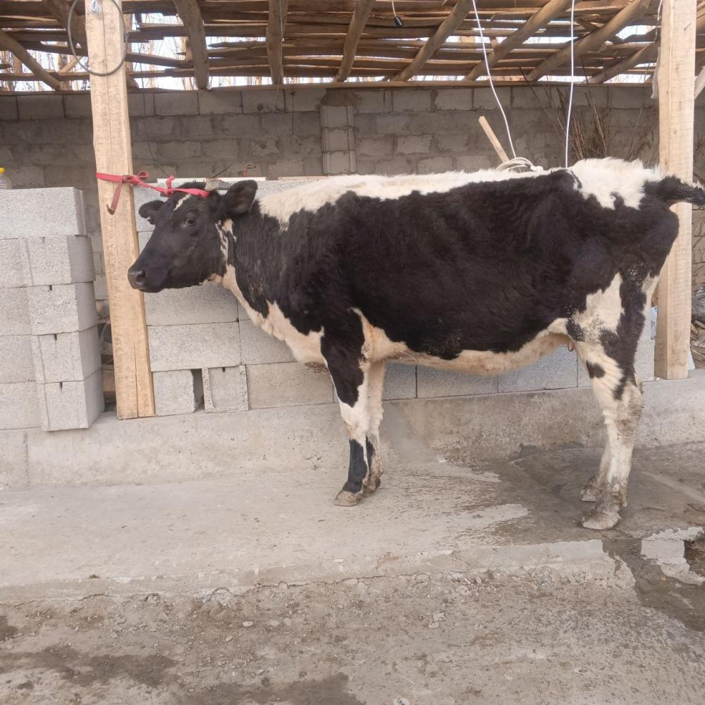 7 ярим ойлик богоз сигир