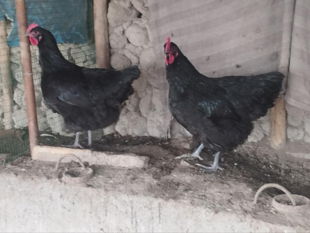 Jersiy gigant tuxumlariga zakaz