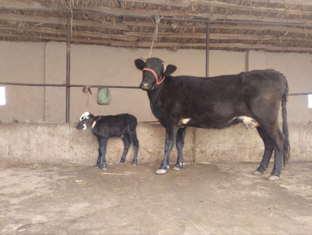 Ona bola sigir sotiladi