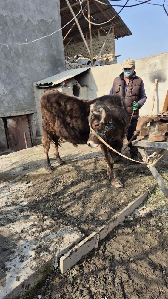 Она бола швед мол сотилади