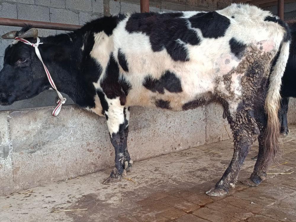 4 oylik bo'g'oz sotiladi Toshkent