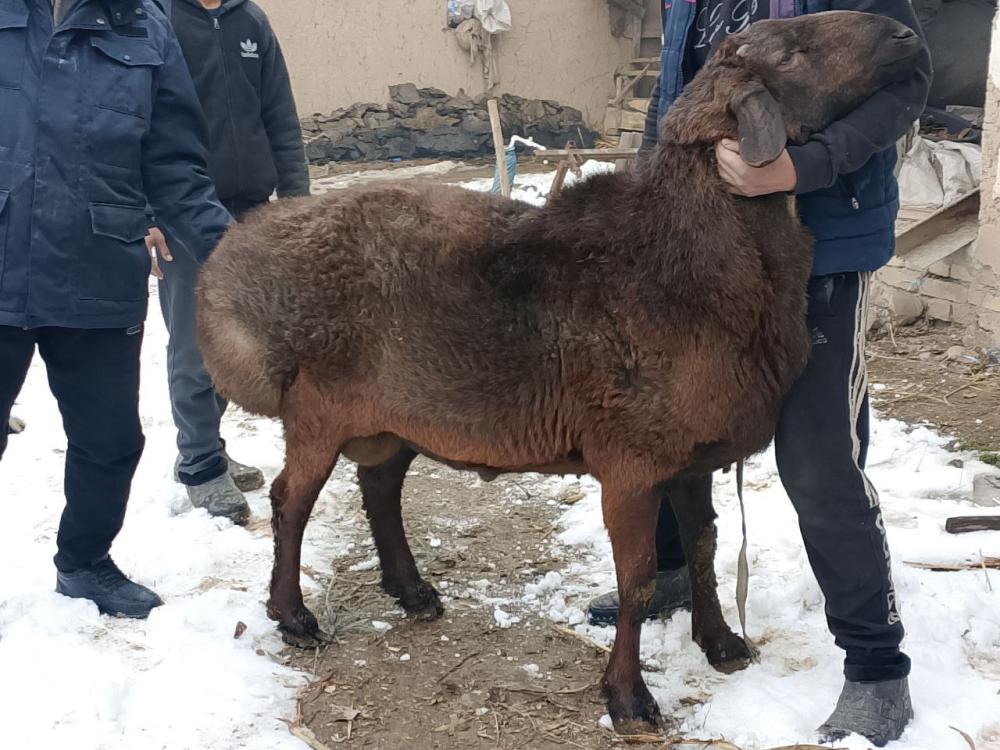 Yirik qochqor sotiladi