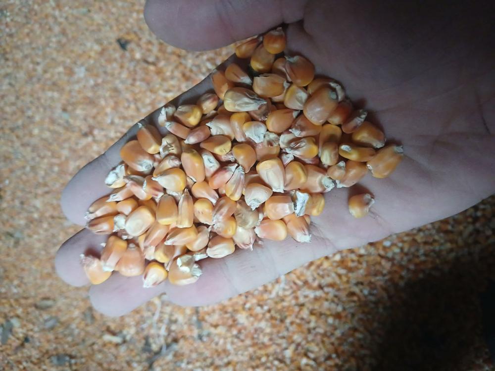 Makka 25 to‘nna Jizzax