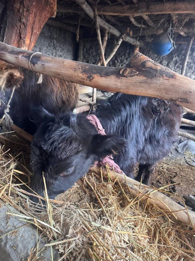 Hunajin 9 oylik sotiladi