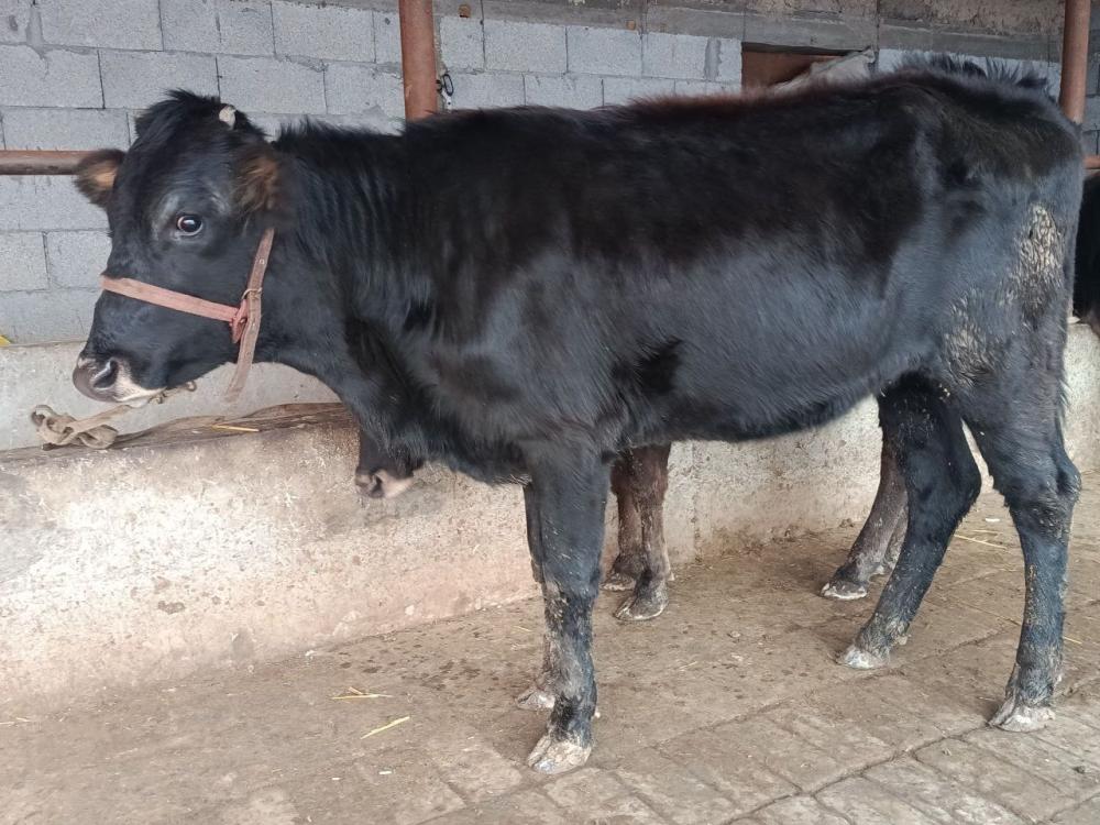 3oylik boʻgʻoz sotiladi