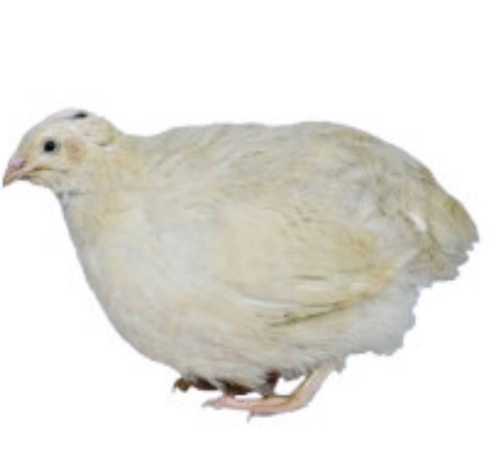 BELIY GIGANT uruglangan tuxum inkibatsoniy