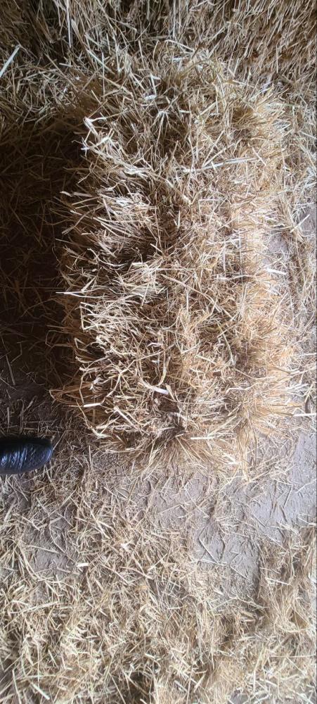 Шоли сомон сотилади