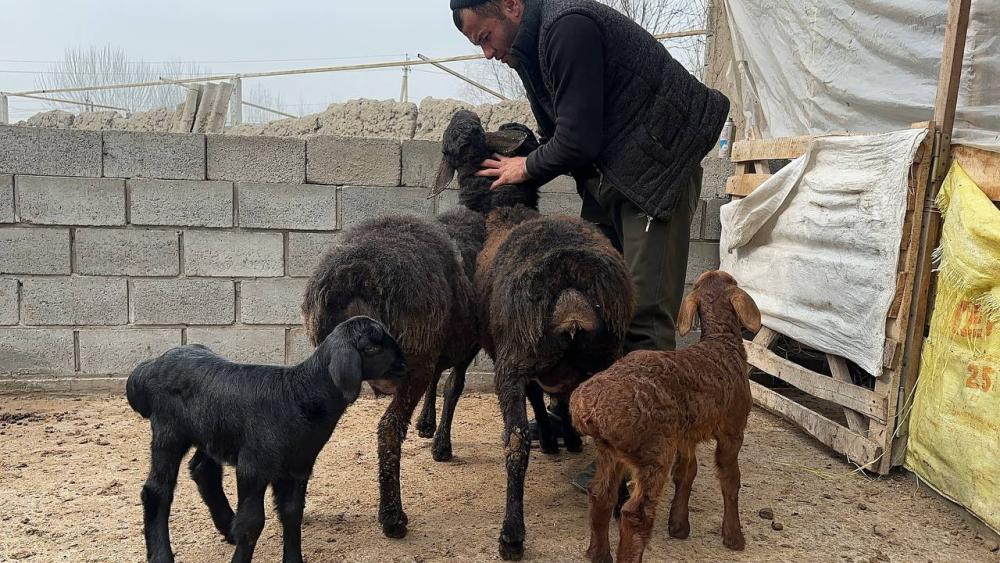 Namanganda zoti toza qo‘ylar