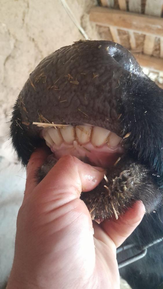 Yaka sigir qisir sotiladi