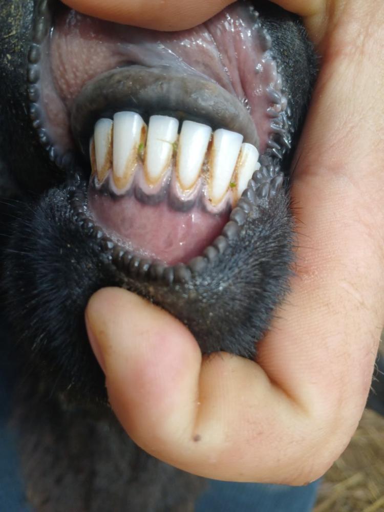 Egiz qo‘zili qo‘y sotiladi