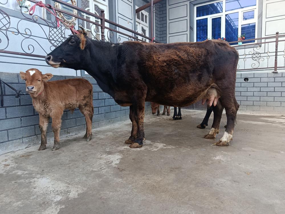 Sut beruvchi sigir sotiladi