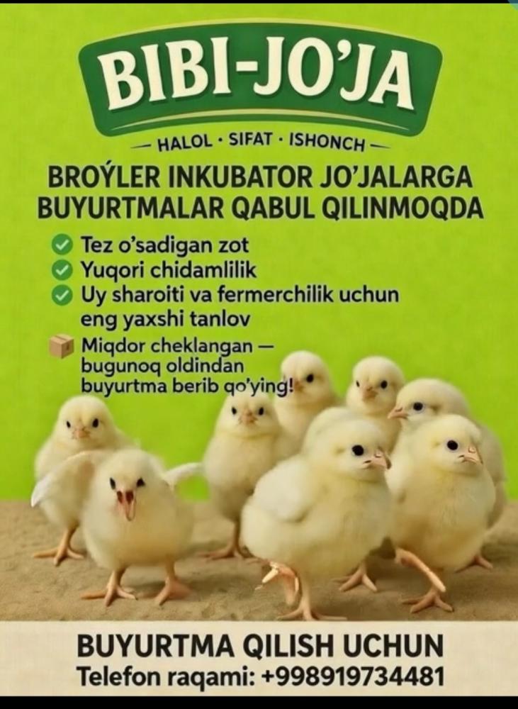 Бройлер жўжалар